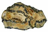 Mammoth Molar Slice with Case - South Carolina #165100-1